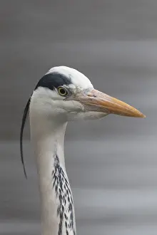 Ardea: Grey Heron - adult heron portrait - Germany