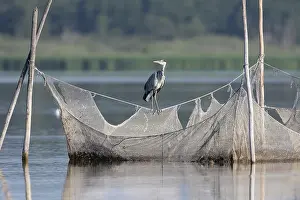 Cinerea: Grey Heron - adult heron standing on fishing net