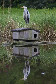 Nestbox: Grey Heron - adult heron standing on a nest box - Germany