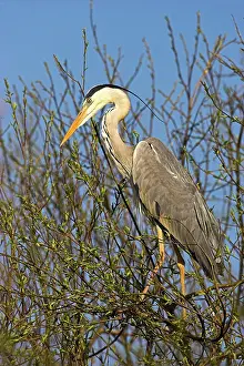 Gaze: Grey Heron (Ardea cinera) in the Danube
