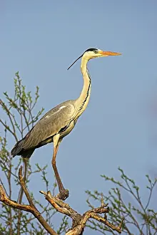 Gaze: Grey Heron (Ardea cinera) in the Danube