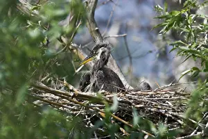 Inundation: Grey Heron (Ardea cinera) in the Danube