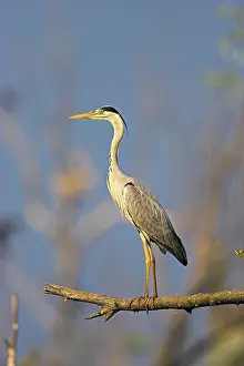 Balancing: Grey Heron (Ardea cinera) in the Danube