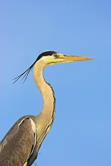 Gaze: Grey Heron (Ardea cinera) in the Danube