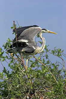 Inundation: Grey Heron (Ardea cinera) in the Danube