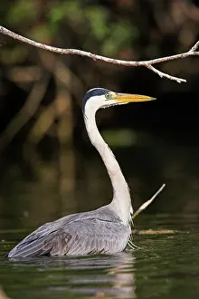 Inundation: Grey Heron (Ardea cinera) in the Danube