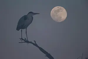 Ardea: Grey heron (Ardea cinerea), adult bird on branch