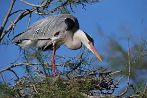 Ardea: Grey heron (Ardea cinerea), adult bird on nest