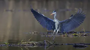 Lands: Grey heron (Ardea cinerea), adult heron landing on a water lily root