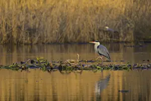 Reeds: Grey heron (Ardea cinerea), adult heron standing on a water lily root in the water