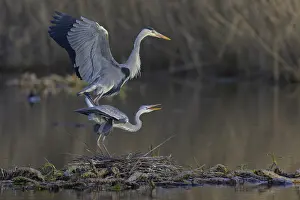 Reeds: Grey heron (Ardea cinerea), adult heron and young bird copulating on a water lily root in front of reeds