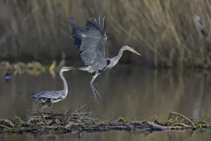 Reeds: Grey heron (Ardea cinerea), adult heron and young bird copulating on a water lily root in front of reeds