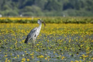 Blooming: Grey heron (Ardea cinerea) amidst flowering sea pots (Nymphoides peltata) Hungary