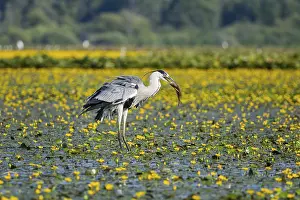Blooming: Grey heron (Ardea cinerea) amidst flowering sea pots (Nymphoides peltata) Hungary