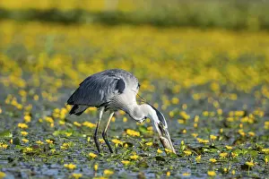 Blooming: Grey heron (Ardea cinerea) amidst flowering sea pots (Nymphoides peltata) Hungary