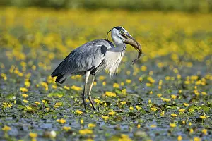Blooming: Grey heron (Ardea cinerea) amidst flowering sea pots (Nymphoides peltata) Hungary