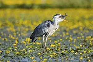 Blooming: Grey heron (Ardea cinerea) amidst flowering sea pots (Nymphoides peltata) Hungary