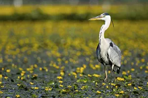 Blooming: Grey heron (Ardea cinerea) amidst flowering sea pots (Nymphoides peltata) Hungary