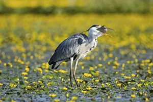 Blooming: Grey heron (Ardea cinerea) amidst flowering sea pots (Nymphoides peltata) Hungary