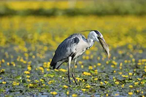 Blooming: Grey heron (Ardea cinerea) amidst flowering sea pots (Nymphoides peltata) Hungary