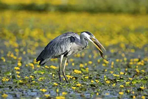 Blooming: Grey heron (Ardea cinerea) amidst flowering sea pots (Nymphoides peltata) Hungary