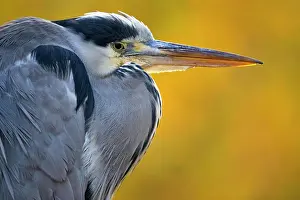 Ardea: Grey heron (Ardea cinerea), animal portrait, autumn