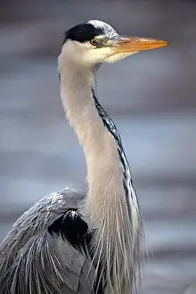 Ardea: Grey heron (Ardea Cinerea), animal portrait, wildlife