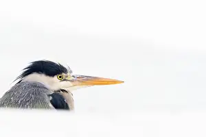 Ardea: Grey heron (Ardea cinerea), animal portrait, winter