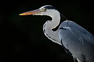 Ardea: Grey heron (Ardea cinerea), animal portrait, Stu