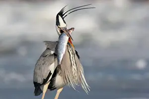 Usedom: Grey heron (Ardea cinerea) with too big fish, Winter