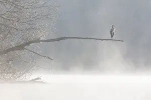 Chill: Grey Heron (Ardea cinerea) on a branch, in the Lot