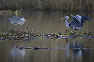 Float: Grey heron (Ardea cinerea), breeding pair building a nest on the floating roots of the water lily