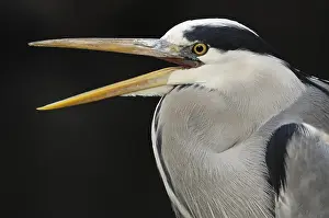Netherland: Grey Heron (Ardea cinerea) calling, Artis Zoo