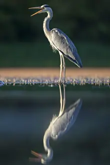 Bacs: Grey Heron (Ardea cinerea) calling on the edge