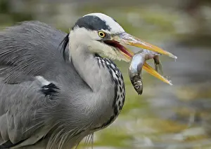 Ardea: Grey heron (Ardea cinerea), captured fish in beak