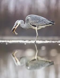 Bacs: Grey Heron (Ardea cinerea) catching a fish, Hu