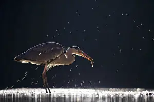 Bacs: Grey Heron (Ardea cinerea) catching a fish at n