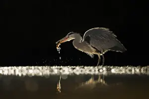 Bacs: Grey Heron (Ardea cinerea) catching a fish at n