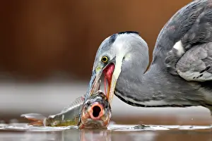 Carp: Grey Heron (Ardea cinerea) have caught a Carp, Hungary
