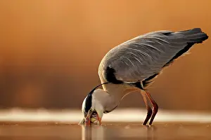 Surfbird: Grey Heron (Ardea cinerea) have caught a fish, Hungary