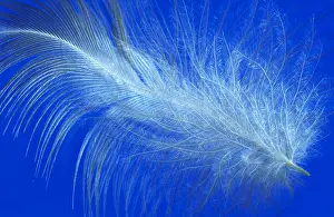 Barb: Grey Heron (Ardea cinerea) feather, Europe, Eur