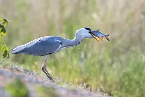 Cinerea: Grey Heron (Ardea cinerea) with a fish in its b