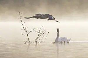 Competition: Grey heron (Ardea cinerea) flies off from a per