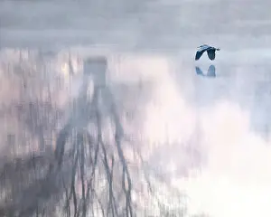 Ardea: Grey heron (Ardea cinerea), flying, in fog over