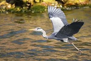Basin: Grey heron (Ardea cinerea) flying at the shore of a lake