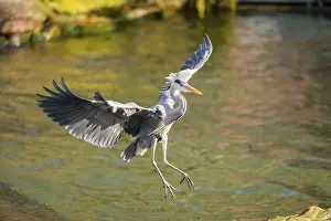Basin: Grey heron (Ardea cinerea) flying at the shore of a lake
