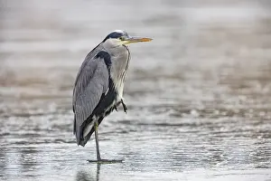 Ciconiiformes: Grey heron (Ardea cinerea) Germany