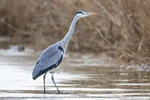 Ciconiiformes: Grey heron (Ardea cinerea) Germany