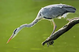 Ardeidae: Grey heron (Ardea cinerea), Germany, Europe