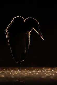 Reservation: Grey heron (Ardea cinerea) Grazing light, backlight